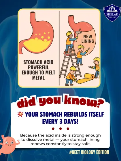 Did you know your stomach rebuilds its lining every three days? We use fun facts like this to make learning biology more engaging and memorable for our NEET aspirants.