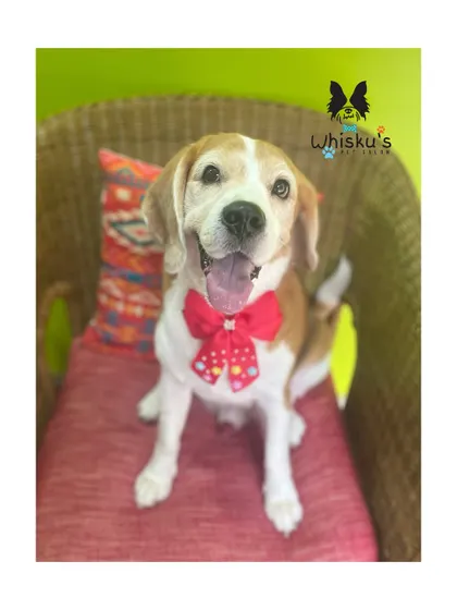 Snoopy enjoying the comfy chair after his grooming session. He's all smiles.