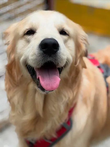 This is the happy face of a dog who feels safe, loved, and is having the time of his life. My goal is to see this smile on every single one of our furry guests.