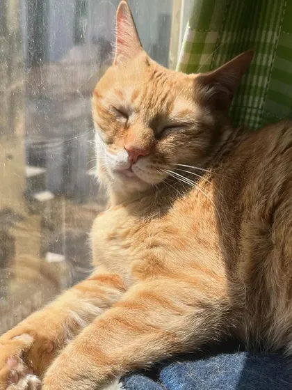 The only life Yodasan knows: sunbathing in the air conditioning. She's the queen of comfort.