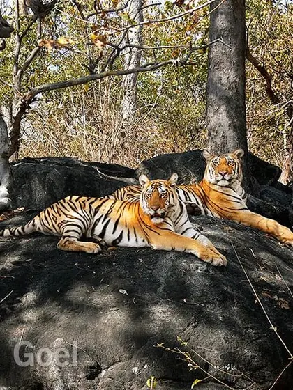This is a tribute to Collarwali, the Queen of Pench Tiger Reserve, who passed away in January 2022. She was a super mom, giving birth to 29 cubs in her lifetime. I photographed her here in 2007 when she was still young. She will always be remembered for her contribution to the tiger world.