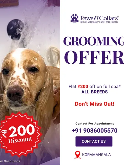 Don't miss out on our grooming offer. This graphic announces a flat ₹200 discount on a full spa for all breeds at our Koramangala location, encouraging new clients to experience our holistic care.