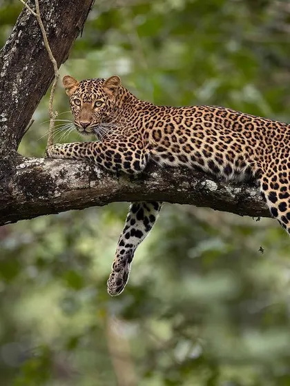 A classic Kabini scene: a leopard relaxing on a tree branch. While less common now, these sightings are a throwback to when this park was known as the leopard capital of India.