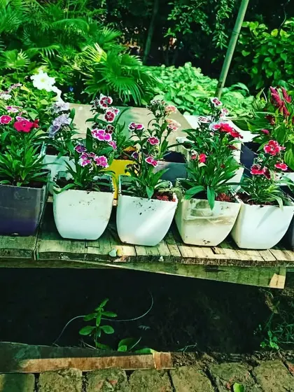 We have small flowering plants like these Dianthus, already in pots and perfect for gifting. They are a great choice for birthdays, anniversaries, or just to brighten someone's day.