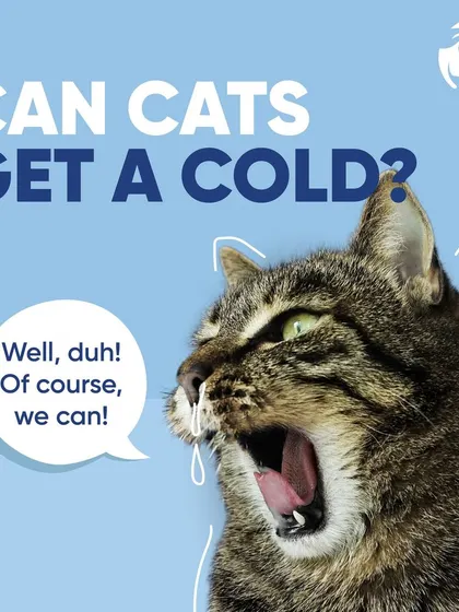 Yes, cats can get a cold, just like we can. This post confirms that our feline friends can suffer from upper respiratory infections, showing symptoms like sneezing and a runny nose.