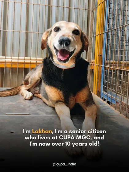 "I'm Lakhan, a senior citizen who lives at CUPA MGC, and I'm now over 10 years old!" This wise old soul has a smile that can light up any room.