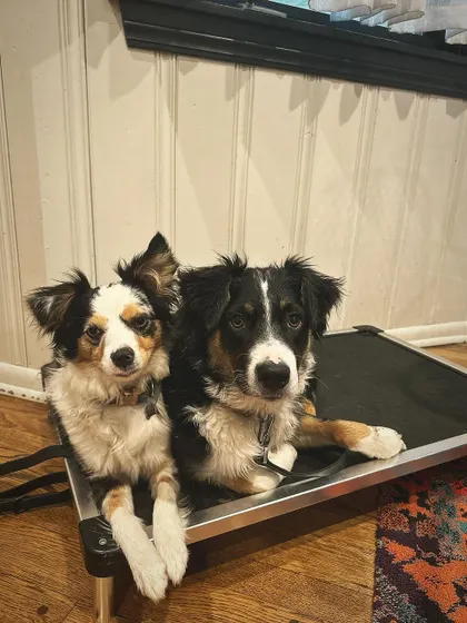 Rosie and Sage, two Aussie graduates, sharing the 'place' cot. Training helps dogs learn to coexist peacefully and respect each other's space.