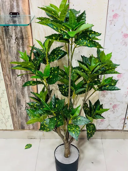 An artificial money plant with variegated leaves, grown to a large size to create a significant green presence.