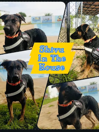 Meet Shivu, a handsome Indie dog, looking confident and happy during his stay with us. We love all breeds here.