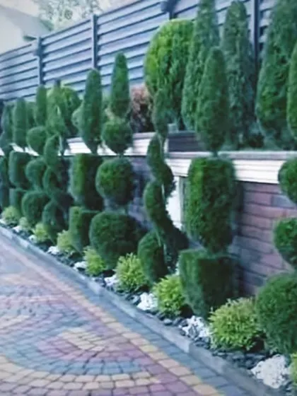 We are experts in topiary and plant shaping. Here, we created a formal, elegant entrance along a driveway by carefully shaping these shrubs into beautiful, repeating patterns. This adds a wonderful look to any property.