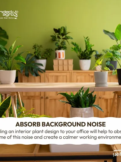 An often overlooked benefit of a well-designed interior plantscape is noise absorption. The foliage helps to dampen background noise, creating a calmer and quieter working environment for everyone.