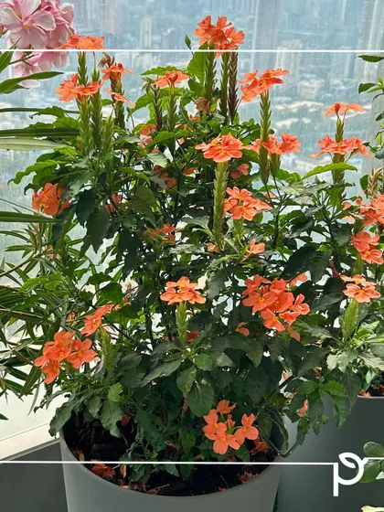 The vibrant orange blooms of Aboli (Crossandra). Native to India, this hardy, pest-resistant, and perennial flower is a cornerstone of our botanical heritage, perfect for adding a splash of consistent color to any garden.