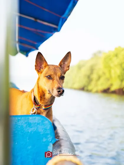 Elfie, an adventurous Indie, enjoying a boat ride in Goa. This shows that our desi dogs are up for any adventure!