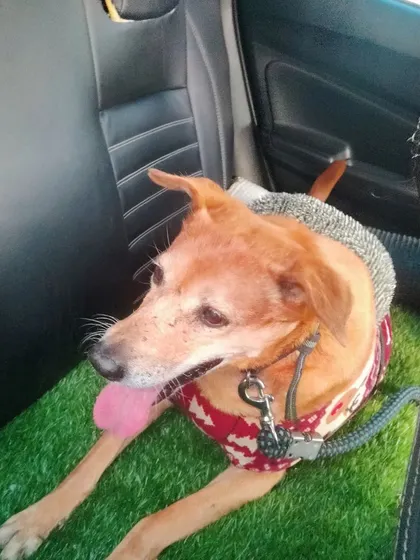 Traveling king-size on a custom grass mat. I try to add little touches to make the ride special for them.