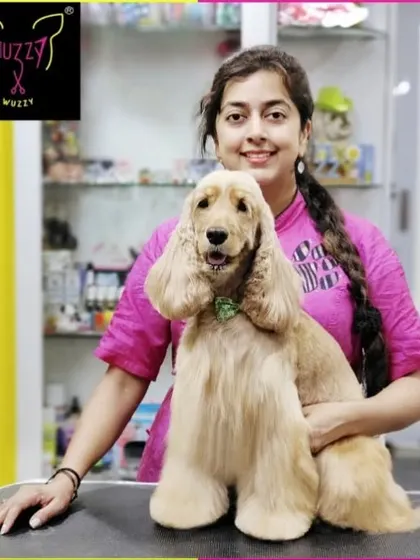 This Cocker Spaniel is looking cute and cuddly. The haircut is tailored to keep the coat manageable while retaining the breed's signature look.