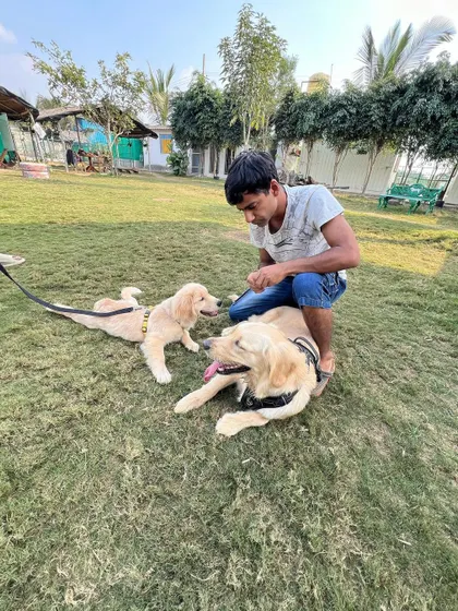 A tender moment between a guest and two Golden Retrievers, one adult and one puppy, on the lawn.