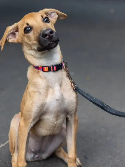 Another adorable head-tilt from Kadhali. This photo, taken during one of our street walks, shows how comfortable and engaged she became in her surroundings.