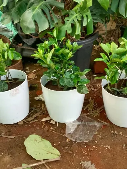 A set of three identical white pots, ready for planting. We can provide matching planters to create a cohesive and uniform look for your home or office garden arrangement.