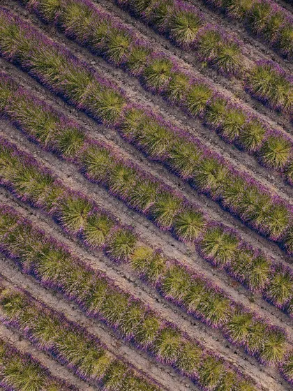 An aerial view of lavender fields in Provence, shot with a DJI Mavic 3 drone. This top-down perspective reveals the landscape's patterns and textures, adding a graphic and compelling element to destination storytelling.