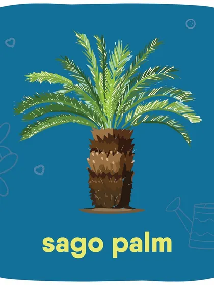 The Sago Palm is highly toxic to pets, and all parts of the plant are dangerous. Ingestion can lead to severe liver failure.