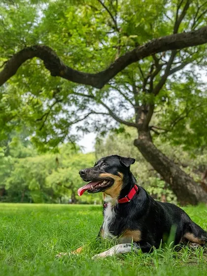 An Indie dog relaxing in a park in Delhi. Outdoor sessions are a great way to capture your pet in a relaxed and natural state.