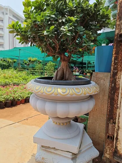 A Ficus bonsai tree planted in an ornate, classic-style stone planter.