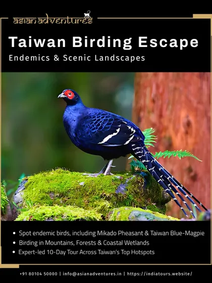A poster for our Taiwan Birding Escape, featuring the stunning Swinhoe's Pheasant. This 10-day tour is led by experts and covers the island's top birding hotspots, from mountains to coastal wetlands.