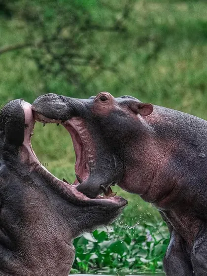 Two young hippos engage in a play fight in the Kazinga Channel. This behavior helps them practice for the serious territorial battles they will face as adults.