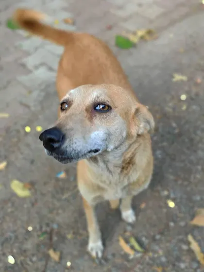 Those innocent eyes are the best kind of good morning. It's instant love. This is the connection that makes my street feeding mission so personal.