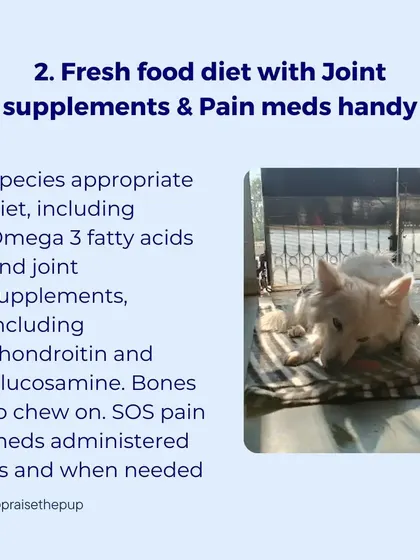Tip 2: Provide a fresh food diet with joint supplements and have pain medication handy for flare-ups.