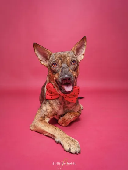 This brindle-coated beauty is looking sharp in a red polka-dot bowtie. A simple prop can add so much personality.