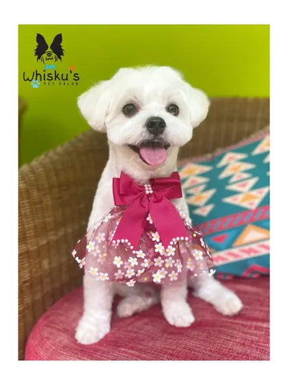 A full view of Chimpu's haircut and her adorable floral dress accessory. She looks like a little doll.