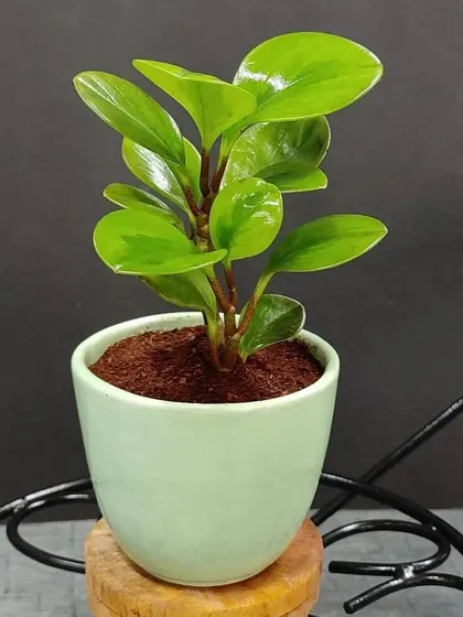 A healthy Peperomia plant in a light green ceramic pot. This plant's glossy, fleshy leaves make it a resilient and attractive gift for new plant owners.