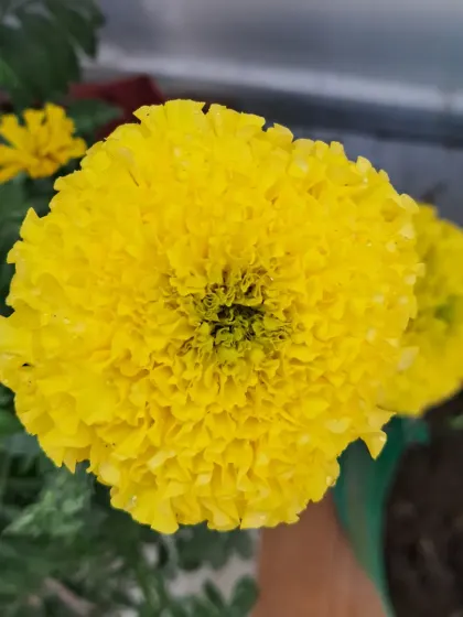 A close-up of a yellow marigold.