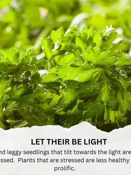 Tip 5: Let there be light! Once your seedlings sprout, they need light. If they look tall and leggy, it means they are stretching for light and need to be moved to a brighter spot.