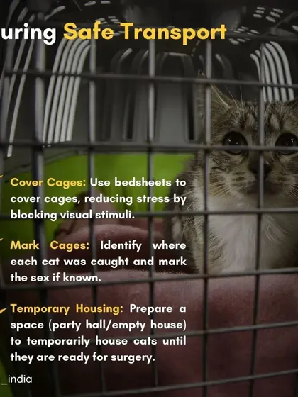 Ensuring safe transport is critical. Always cover cages with a bedsheet to reduce stress, mark each cage with the cat's location and sex, and prepare a temporary safe space for them to rest before surgery.