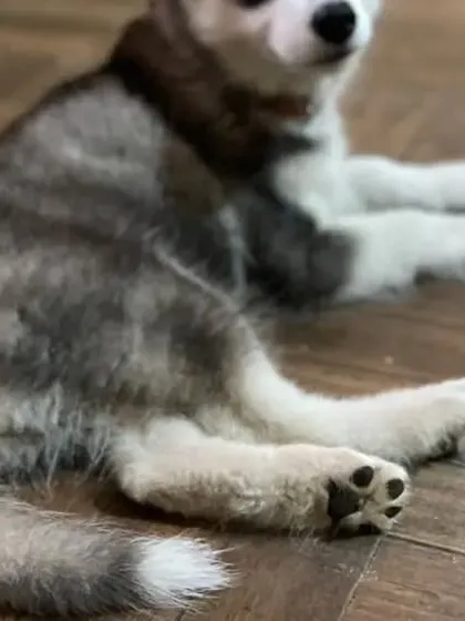 A husky puppy resting on the cool, wood-patterned floor. It's a comfortable spot for a quick nap.