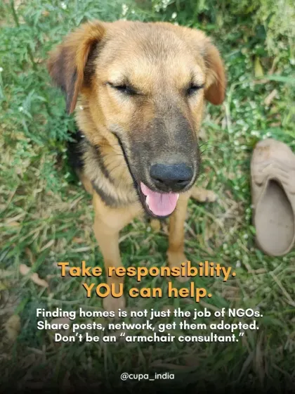 Finding homes is not just the job of NGOs. You can help by sharing posts, networking, and taking responsibility for the animals in your community. Don't be an "armchair consultant."