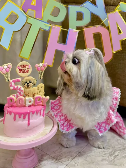 The moment of truth. Poppy goes in for a taste of her delicious birthday cake. We ensure every ingredient is safe and yummy for your pets.