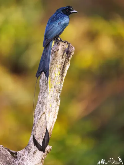 A portrait of the Greater Racket-tailed Drongo, showing its glossy plumage and the distinctive "rackets" at the end of its tail feathers.