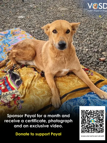 Payal resting comfortably on her bed. For paralyzed dogs like her, proper bedding and regular care are crucial to prevent sores and ensure comfort. Sponsoring a dog like Payal covers these essential costs.