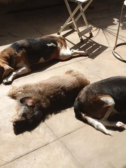 A winter afternoon nap in the sun. For my pack of senior dogs, including two beagles and a wire-haired dachshund, finding a warm spot to rest together is a favorite pastime. This is a sign of a content, well-managed group of older dogs.
