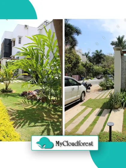 This split image shows two key features of a front yard design. On the left, a manicured lawn with a bright yellow hedge, and on the right, a driveway where grass is planted between stone pavers for a greener approach.