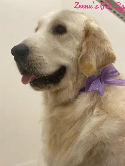 A lovely profile of Simba the Golden Retriever. His coat is looking healthy and lustrous after a bath with professional-grade shampoo.
