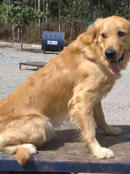 This beautiful Golden Retriever poses on a training platform. We use these for "place" command training, which is a foundational skill for impulse control and obedience.