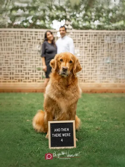 "And then there were 4." A beautiful pregnancy announcement featuring Grey the Golden Retriever, who is about to become a big sister.