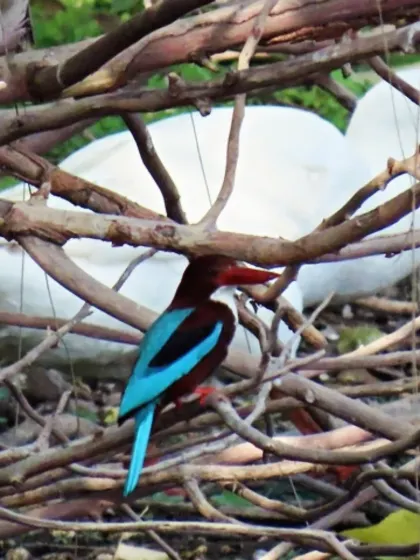 The flash of a kingfisher's blue wings is a reward for patient eyes. On our bird walks, we guide families to spot these beautiful moments, revealing the incredible wildlife that lives right within our cities.