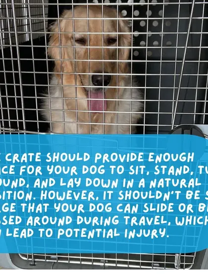 The travel crate should be large enough for your dog to sit, stand, turn around, and lie down naturally. However, it should not be so large that they can slide around, which could cause injury.