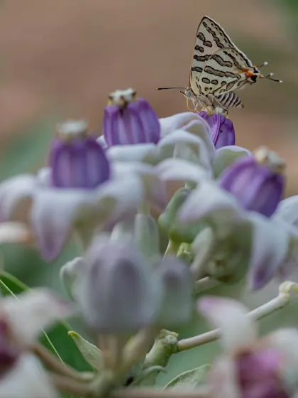 A Common Pierrot butterfly on a Crown Flower. These tiny, delicate butterflies are a joy to find and photograph.