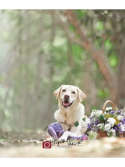 A solo portrait of one of the lovely Labradors from the picnic session, looking happy and content. I always make sure each pet gets their own moment in the spotlight.